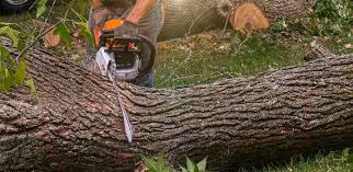 Best Tree Preservation Services  in , MI